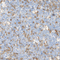 //jjrorwxhrkjnlr5q-static.micyjz.com/cloud/loBpjKnjlkSRqippnjkoiq/1611365430831031935-60-60.jpg